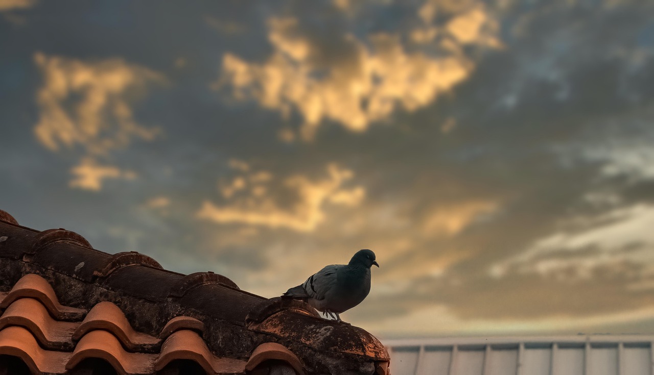 Pigeon, bird, nature — Illuminating the World: How an LED Strip Lights Exporter Shapes Global Lighting Trends